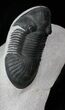 Two Large Paralejurus Trilobites - Beautiful Display #12813-5